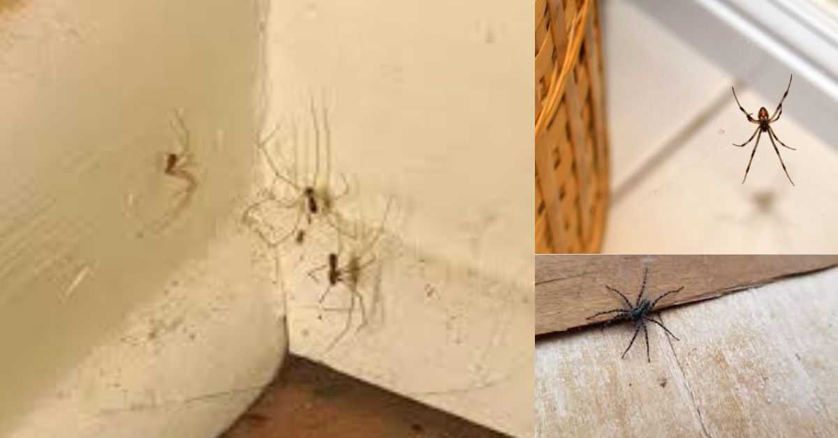 get rid of spider in home