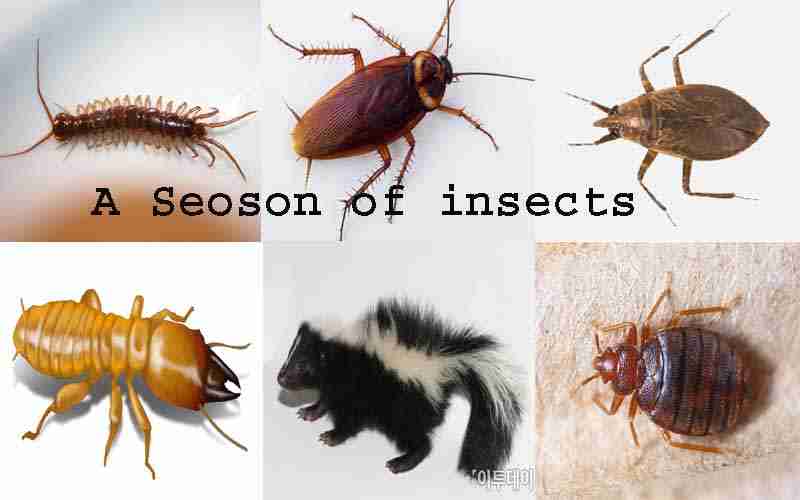 Get Rid Off Monsoon Insects With A DIE Process