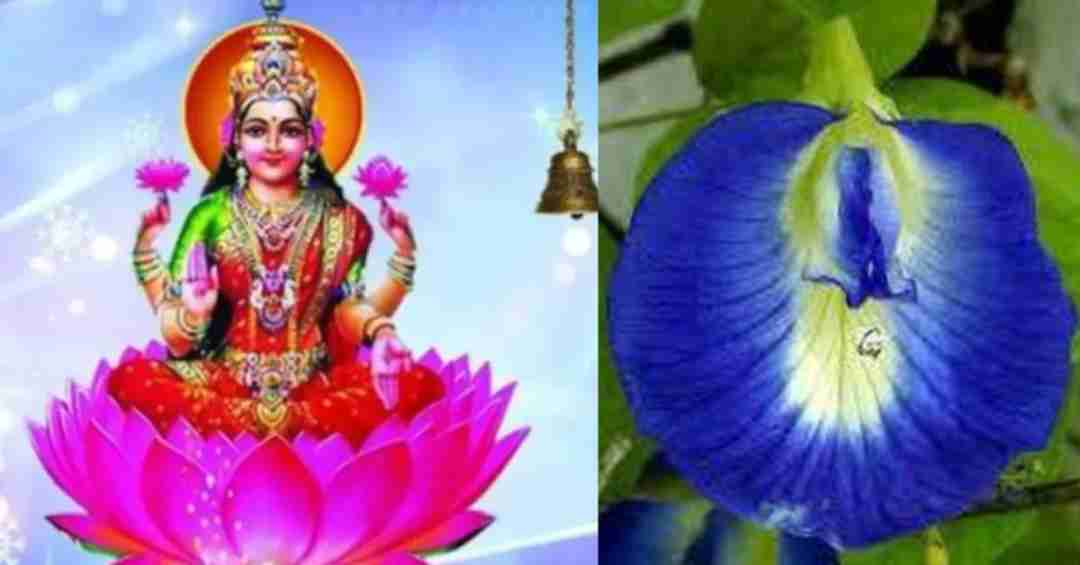 ma laxmi bless if you have plant bluebell in home